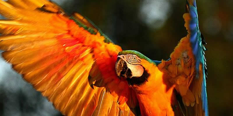 Amazon river